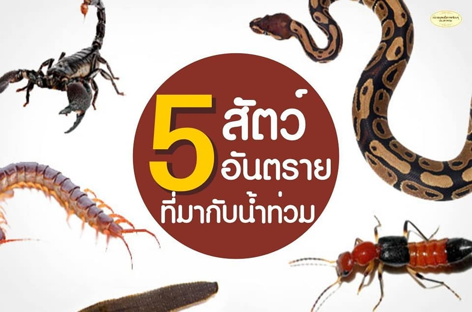 5 สัตว์อันตรายที่มากับน้ำท่วม