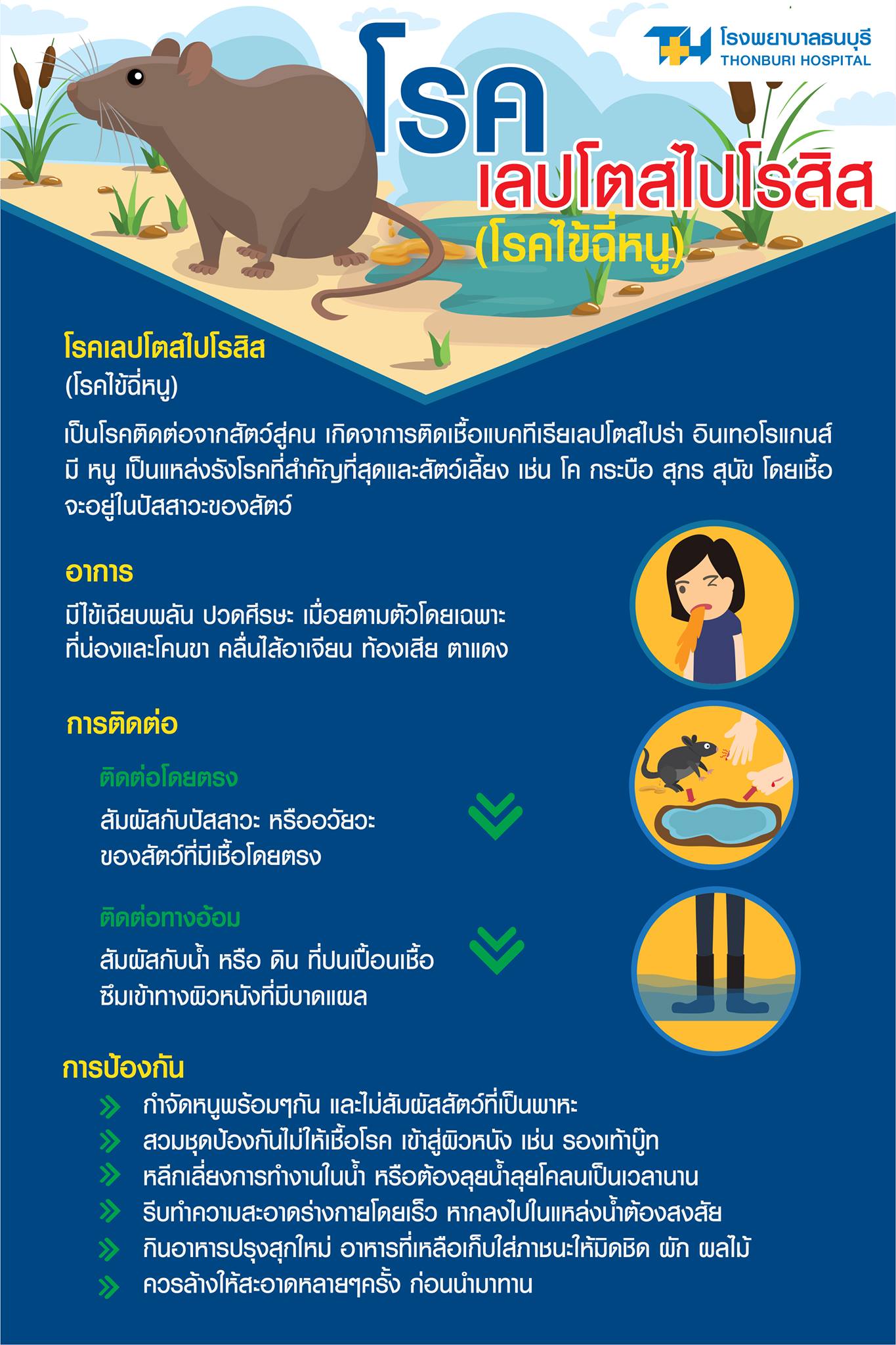 โรคฉี่หนู  หรือ #เลปโตสไปไรสิส #leptospirosis  