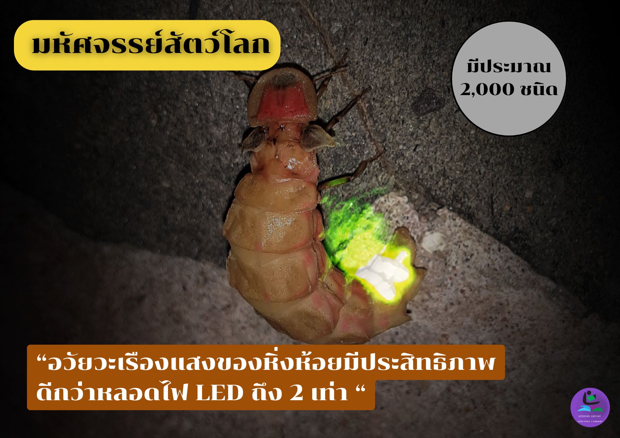 หิ่งห้อย : แมลงที่สว่างที่สุด