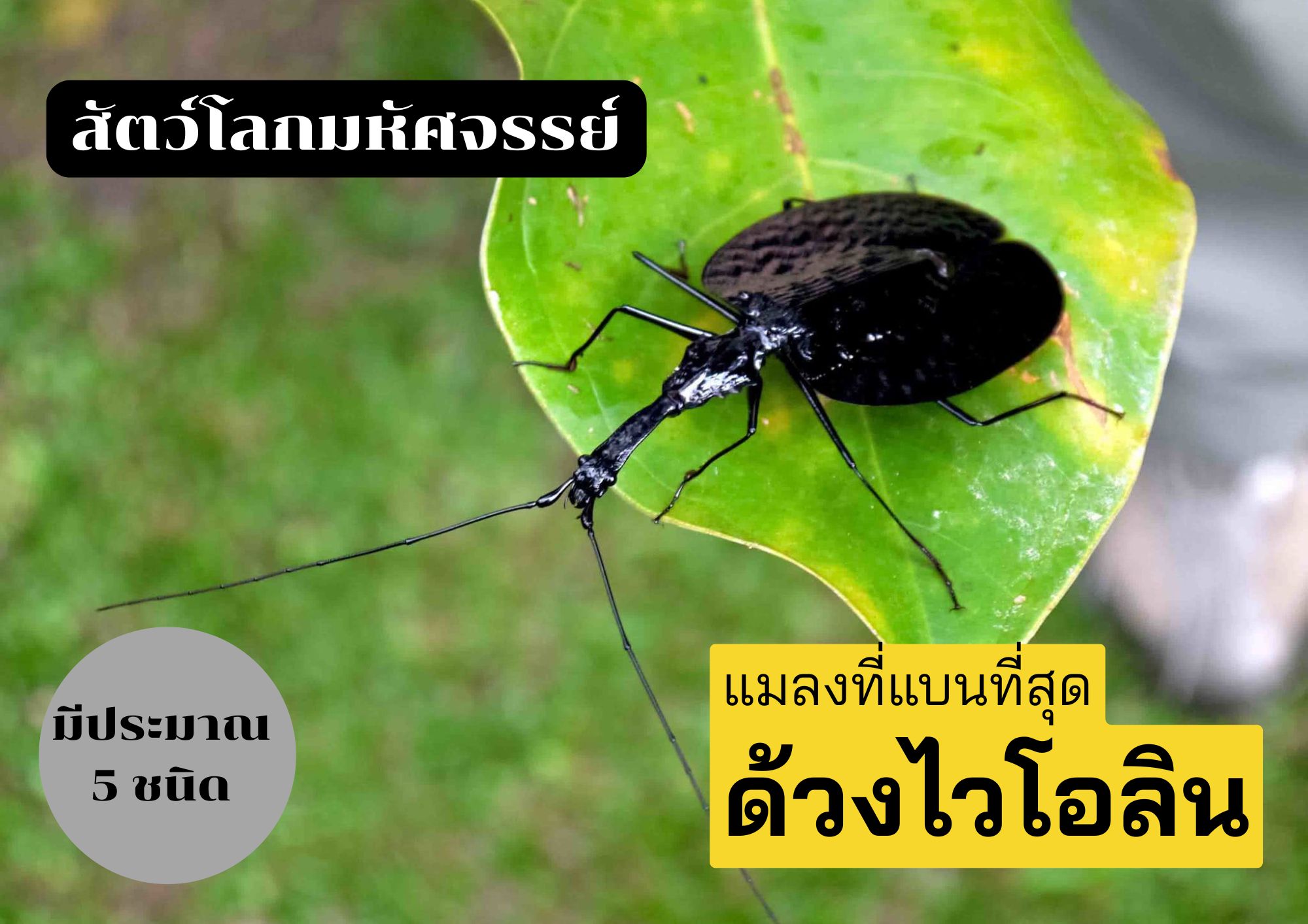 ด้วงไวโอลิน
