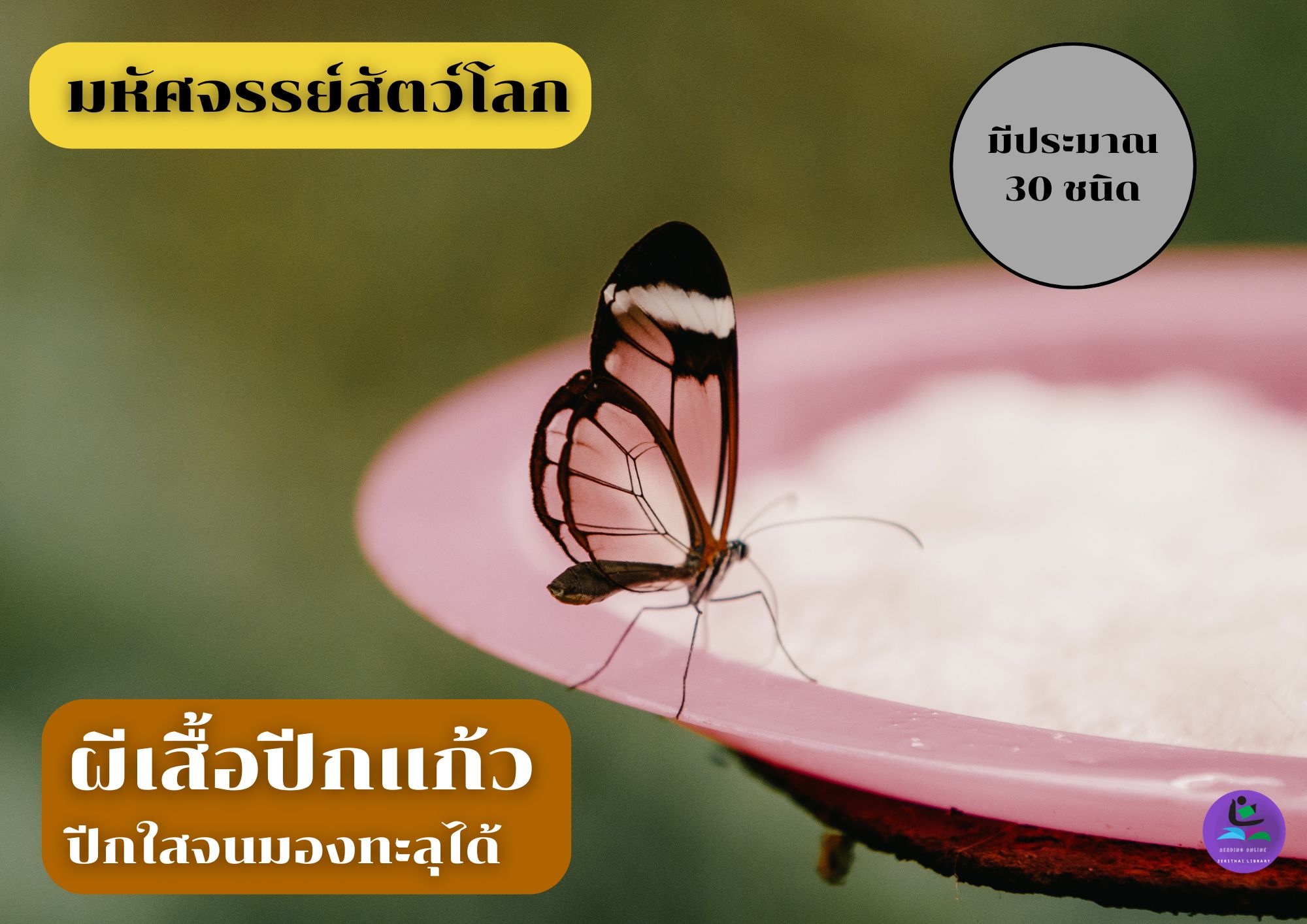 ปีกใสมองทะลุได้ "ผีเสื้อปีกแก้ว"