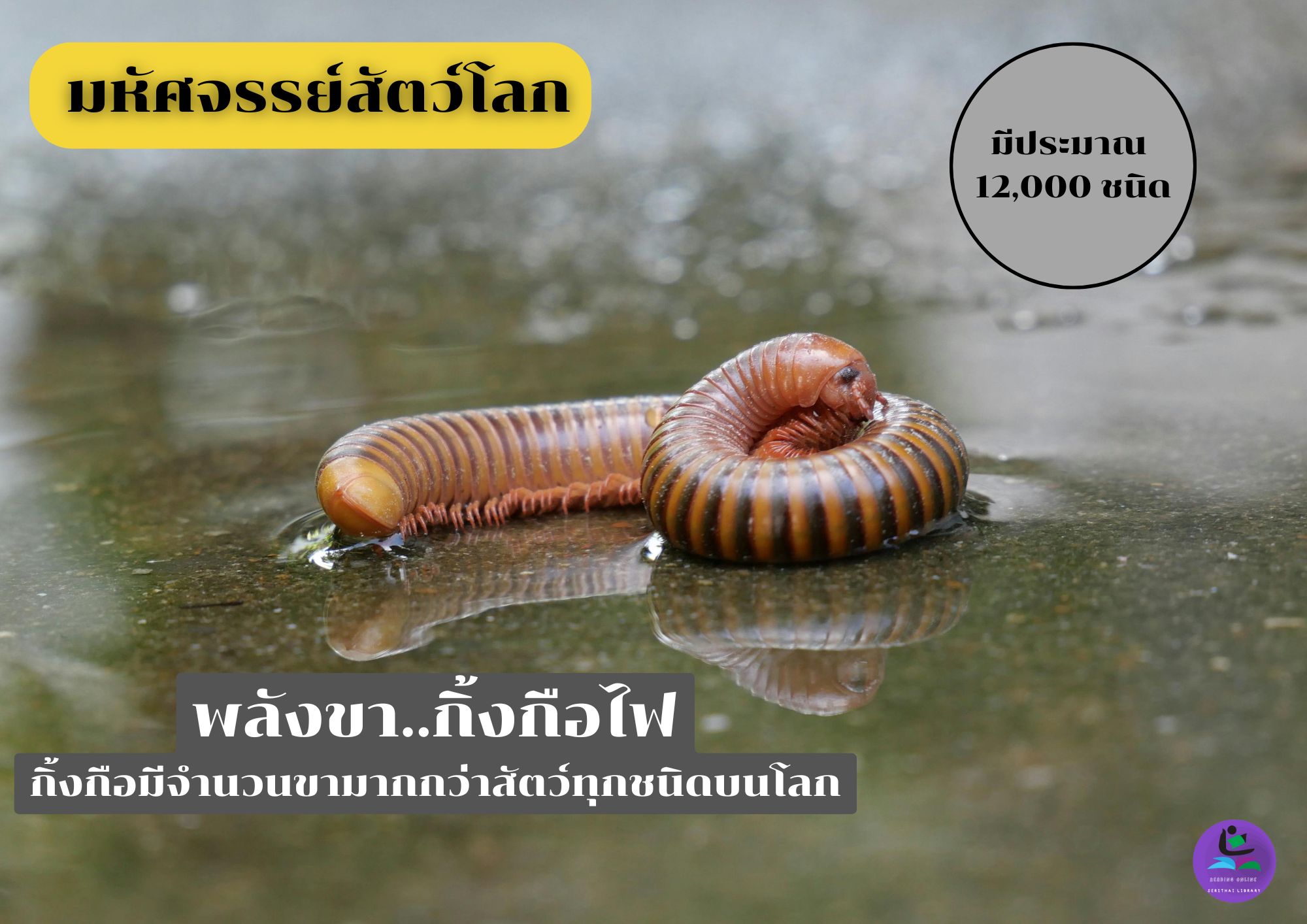 สัตว์โลก...กิ้งกือไฟ