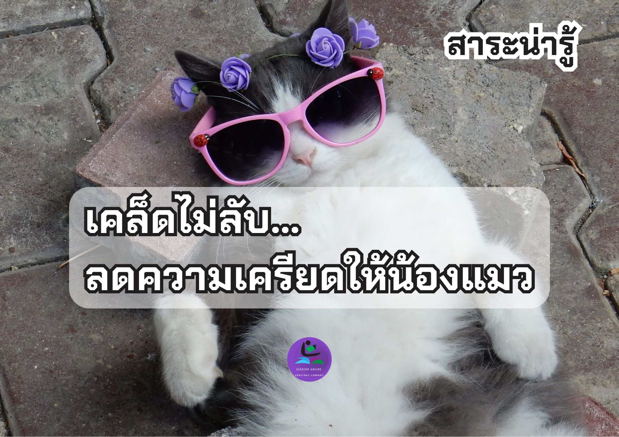 เคล็ดไม่ลับ ลดความเครียดให้น้องแมว