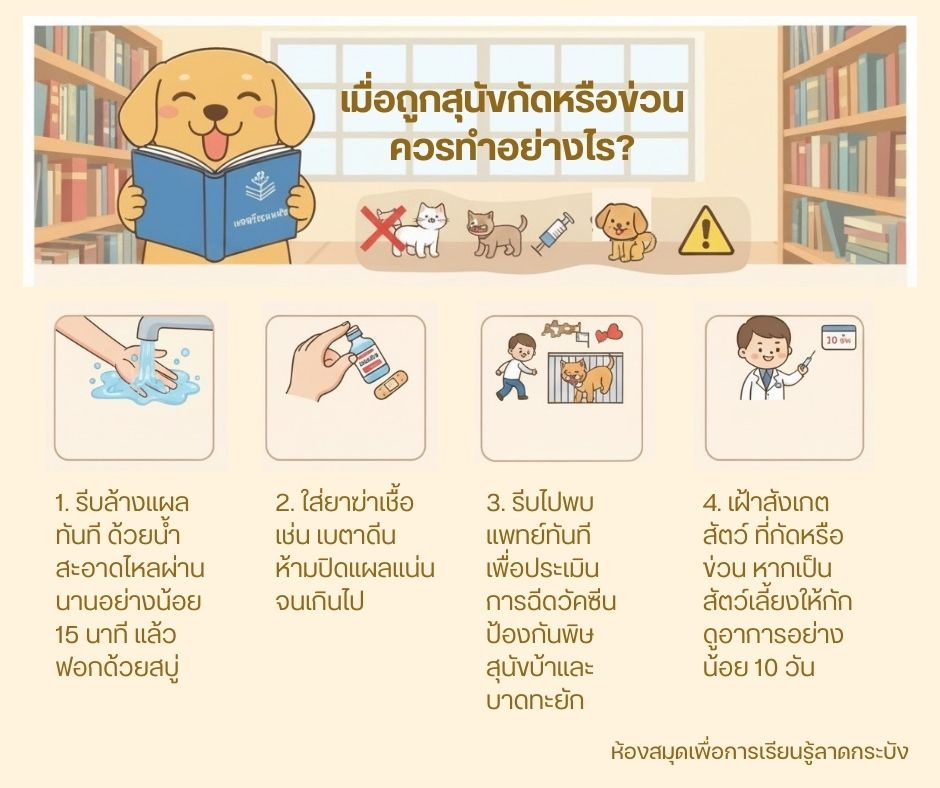 เมื่อถูกสุนัขกัดหรือข่วน ควรทำอย่างไร?