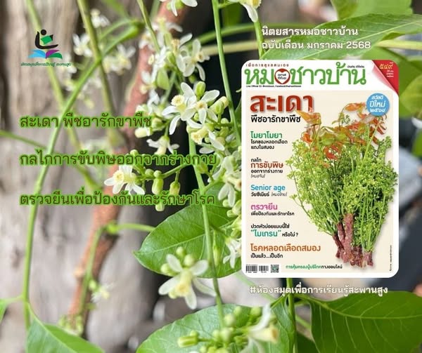 นิตยสาร หมอชาวบ้าน ฉบับเดือน มกราคม 2568