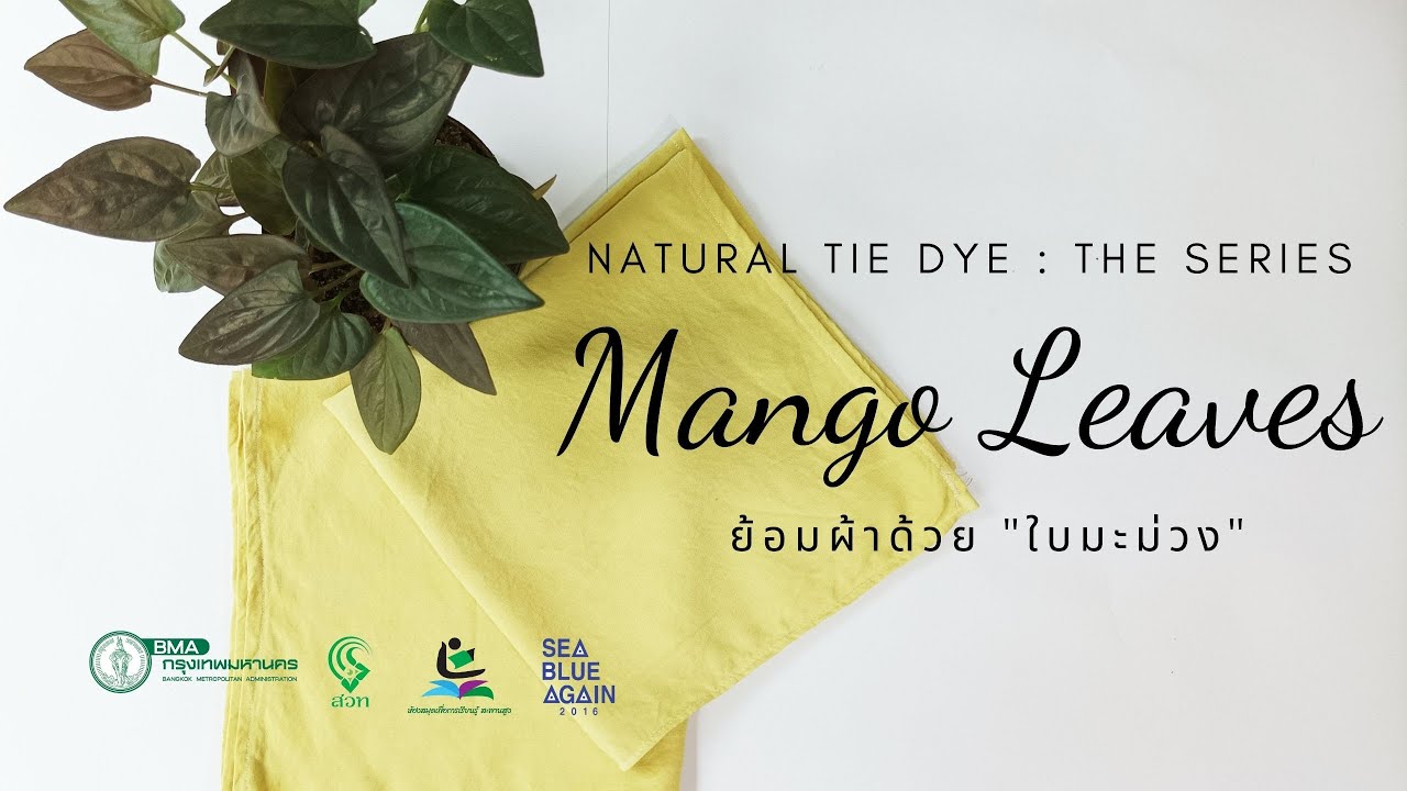Natural Tie Dye The Series : Mango Leaves ย้อมผ้าด้วย "ใบมะม่วง"