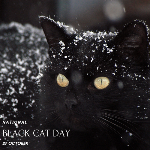 NationalBlackCat วันแมวดำแห่งชาติ 27 ตุลาคม