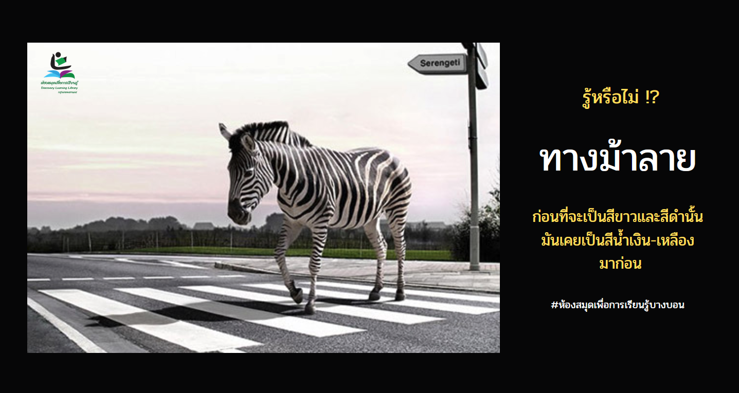 ทางม้าลาย Zebra Crossing