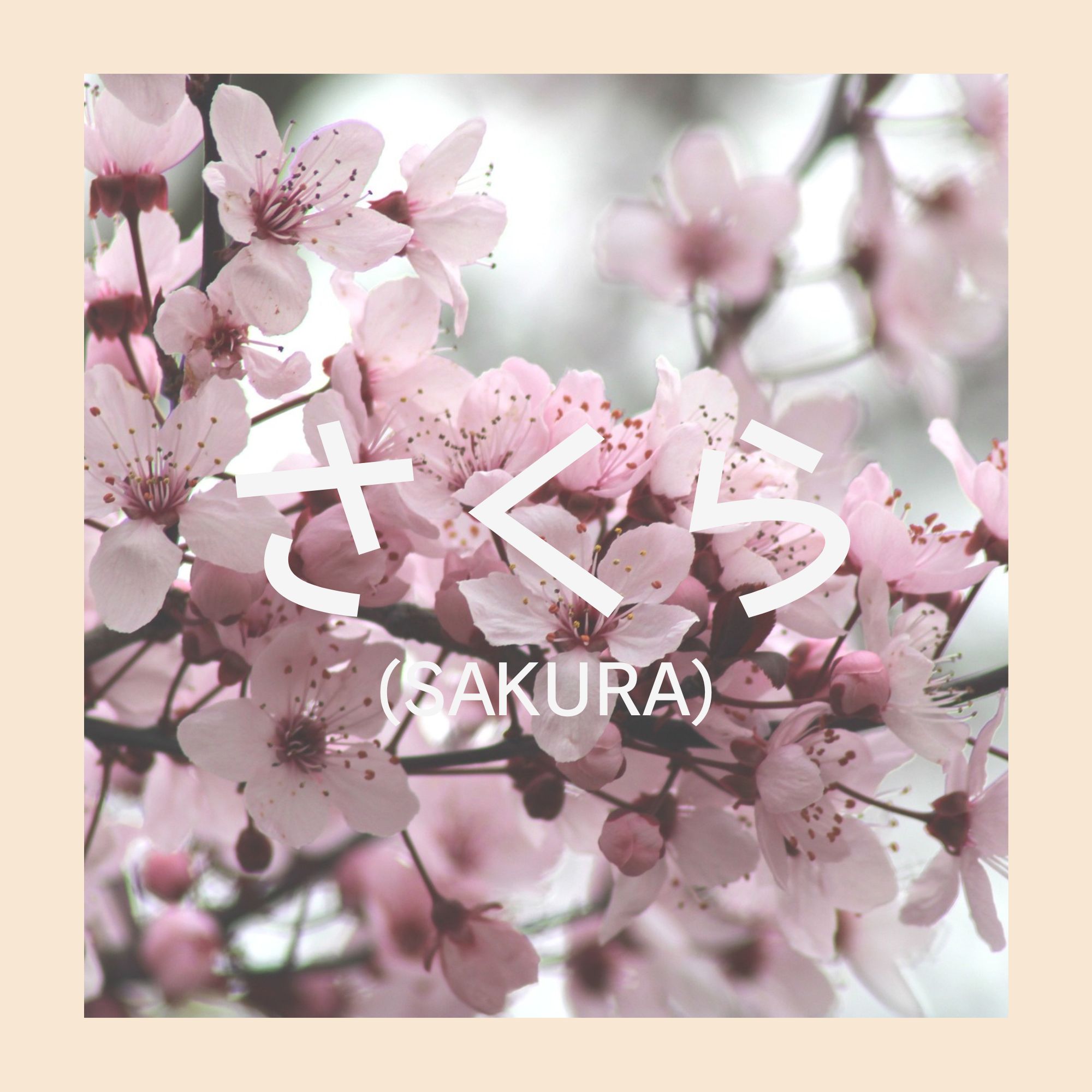 ซากุระ (SAKURA)