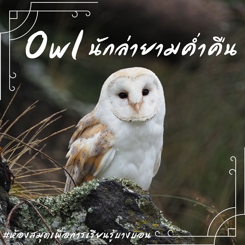 Owl นักล่ายามค่ำคืน