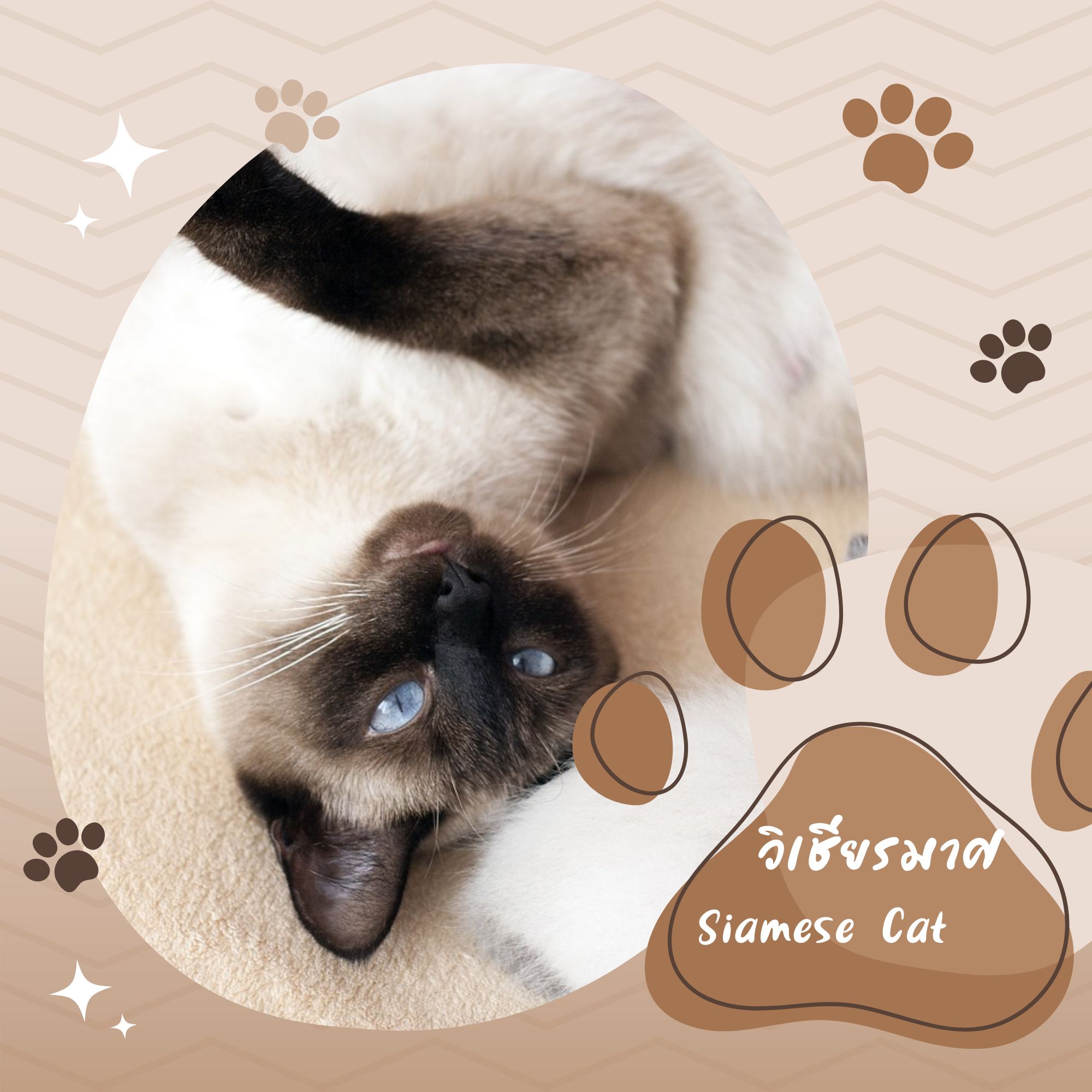 แมววิเชียรมาศ (Siamese cat)