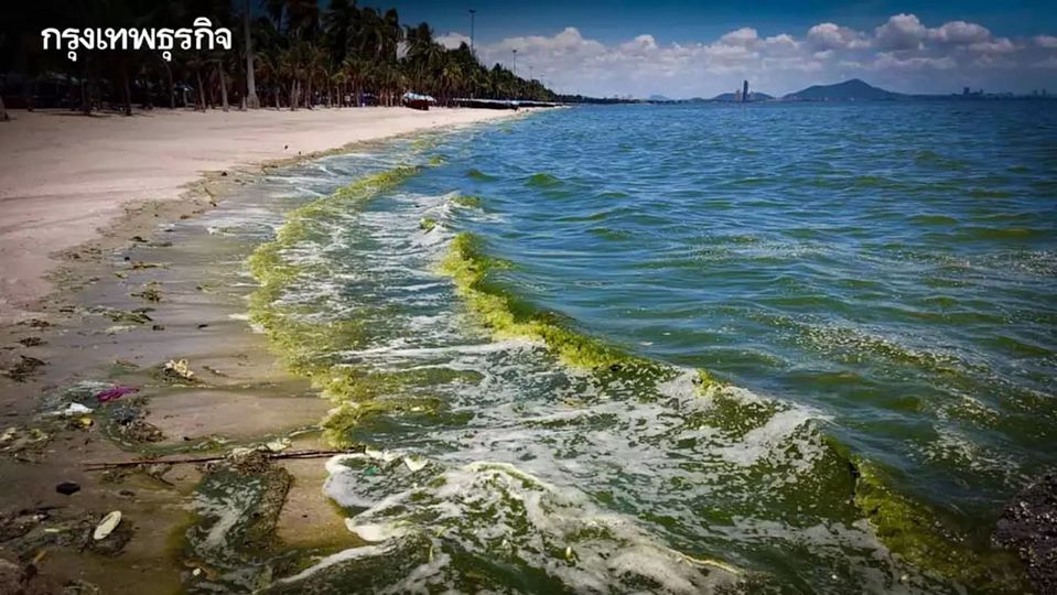 “น้ำทะเลเปลี่ยนสี” สัญญาณอันตรายภัยคุกคามระบบนิเวศน์ทะเลไทย