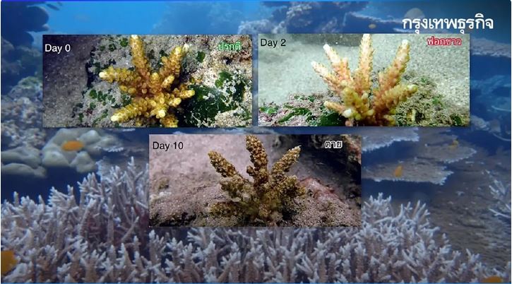เปิดภาพ 'ปะการังฟอกขาว' 10 วันตายด่วน พังพินาศย่อยยับ โลกร้อน 'ทะเลเดือด'