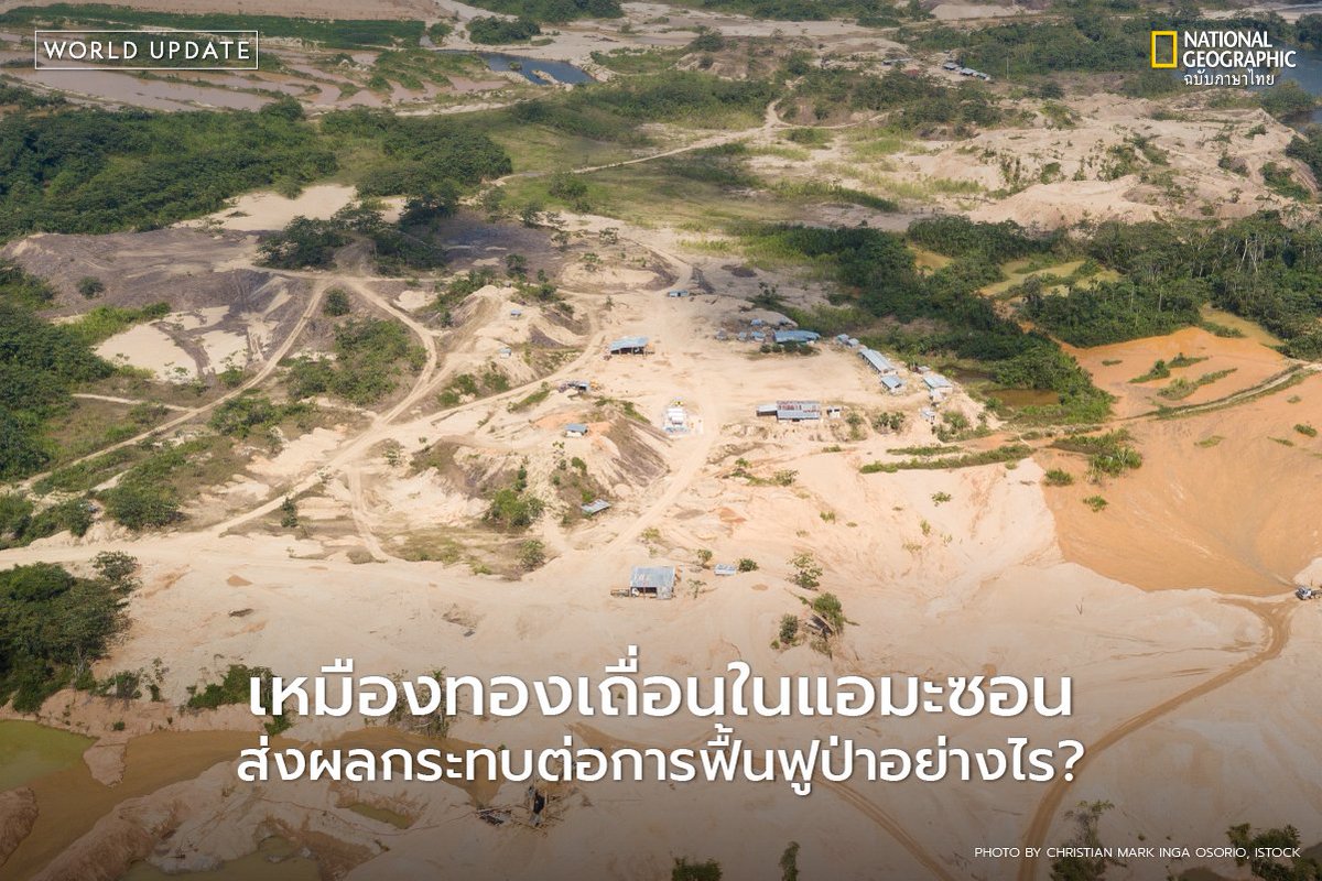 งานวิจัยชี้ผลกระทบระยะยาวจากการทำเหมืองทองคำในป่าแอมะซอน อาจขัดขวางการฟื้นฟูระบบนิเวศ