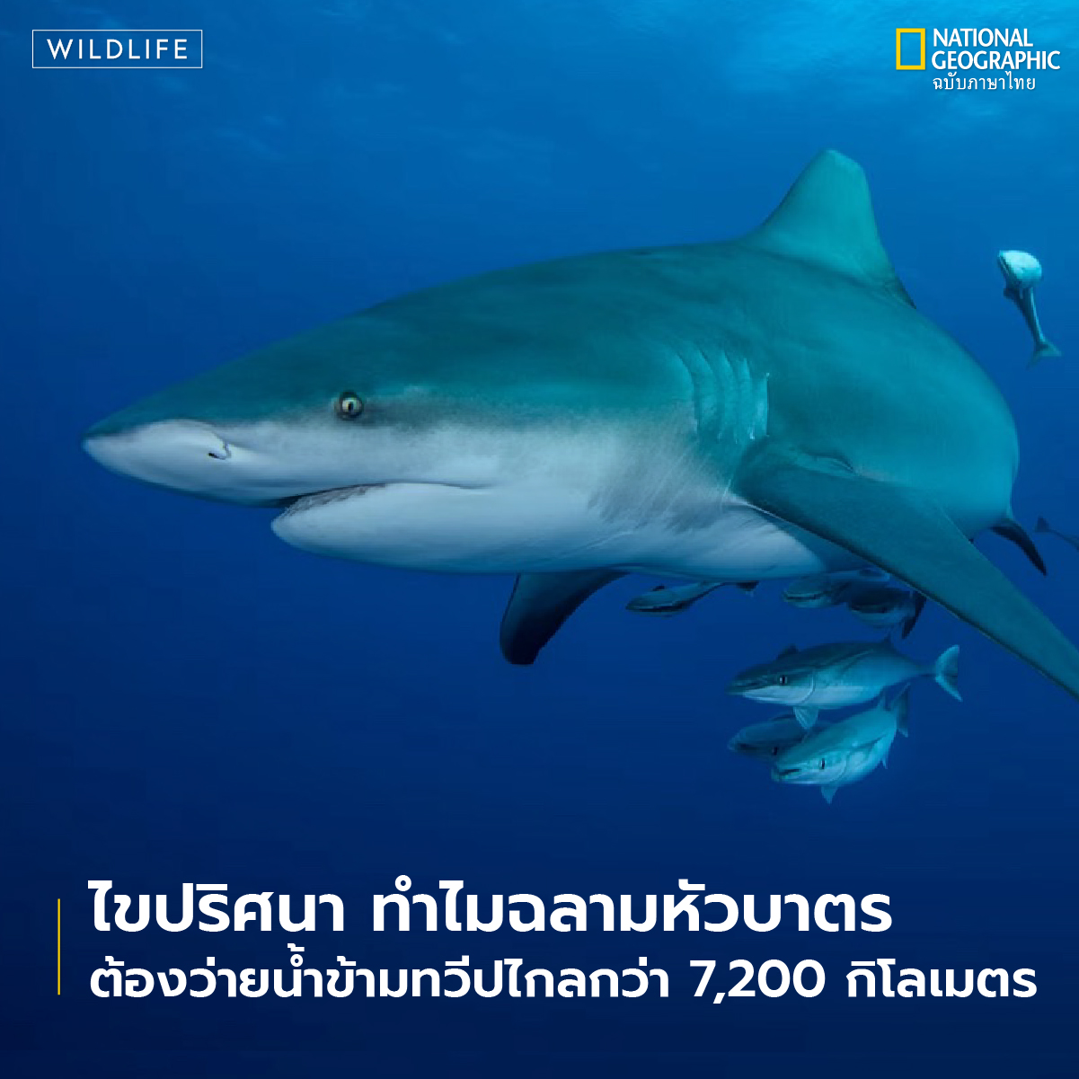 ฉลามหัวบาตรเพศเมียสร้างสถิติใหม่ ว่ายน้ำไกลกว่า 7,200 กิโลเมตร