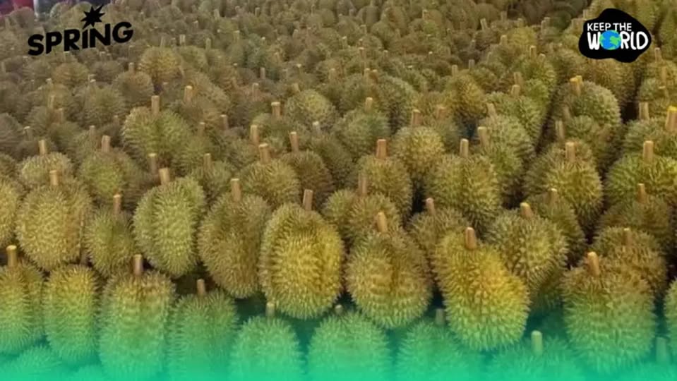 เจ๋ง! นำ “เปลือกทุเรียน” ทำอาหารสัตว์ชั้นเยี่ยม แถมลดขยะ