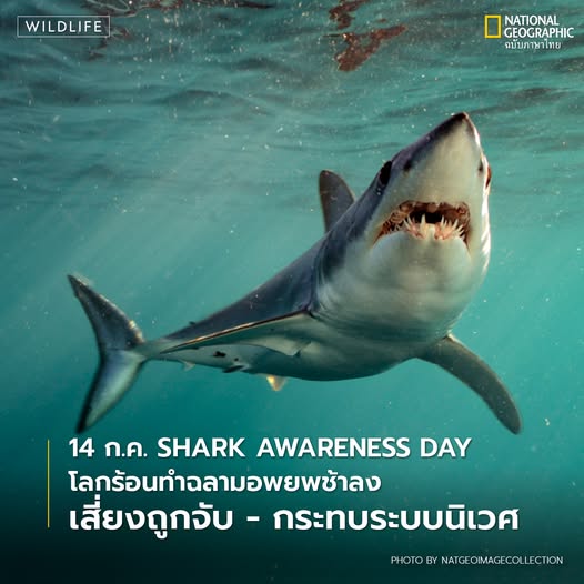 ภาวะโลกร้อนกำลังเปลี่ยนแปลงพฤติกรรมการอพยพของฉลามในมหาสมุทรแอตแลนติก