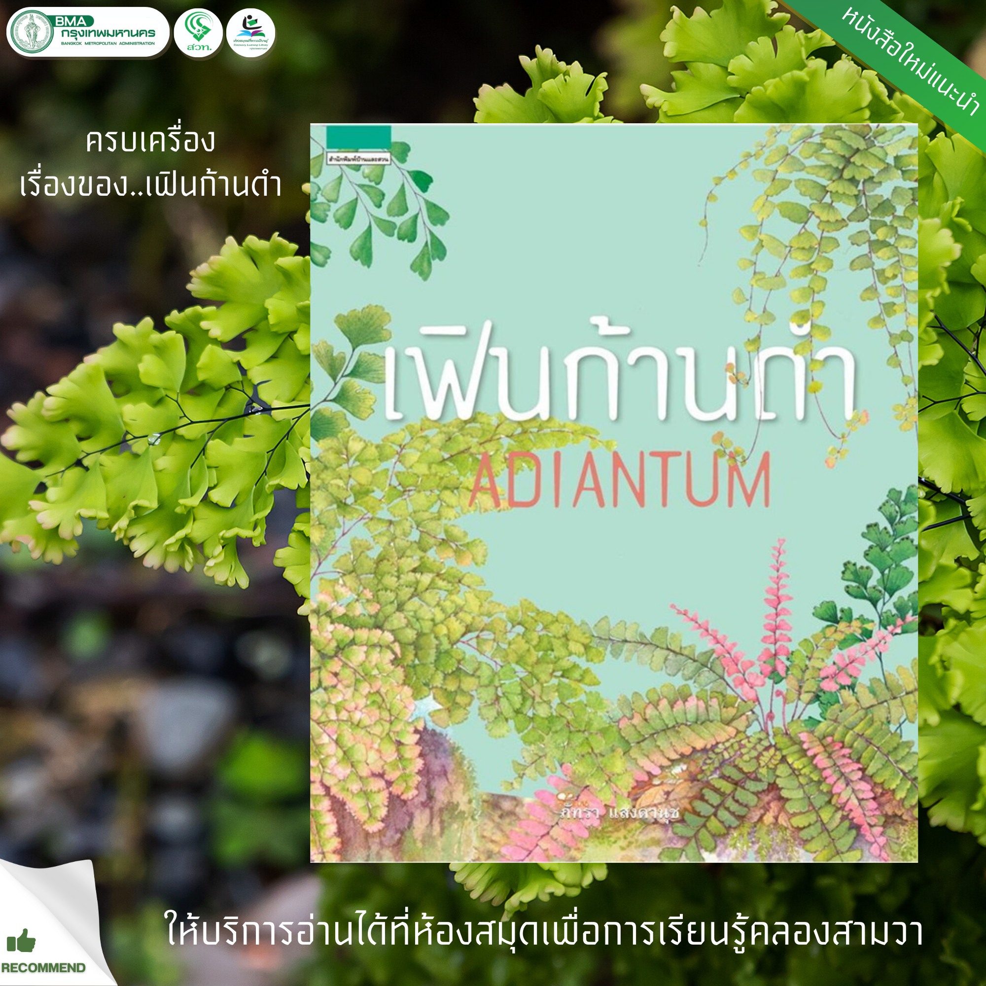 เฟินก้านดำ ADIANTUM